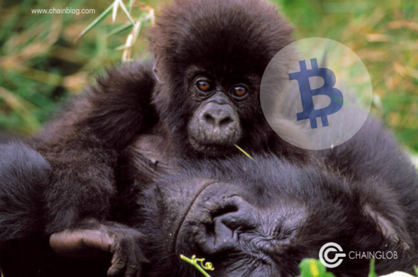6 Bitcoins pour sauver les 6 gorilles des plaines du Virunga National Park